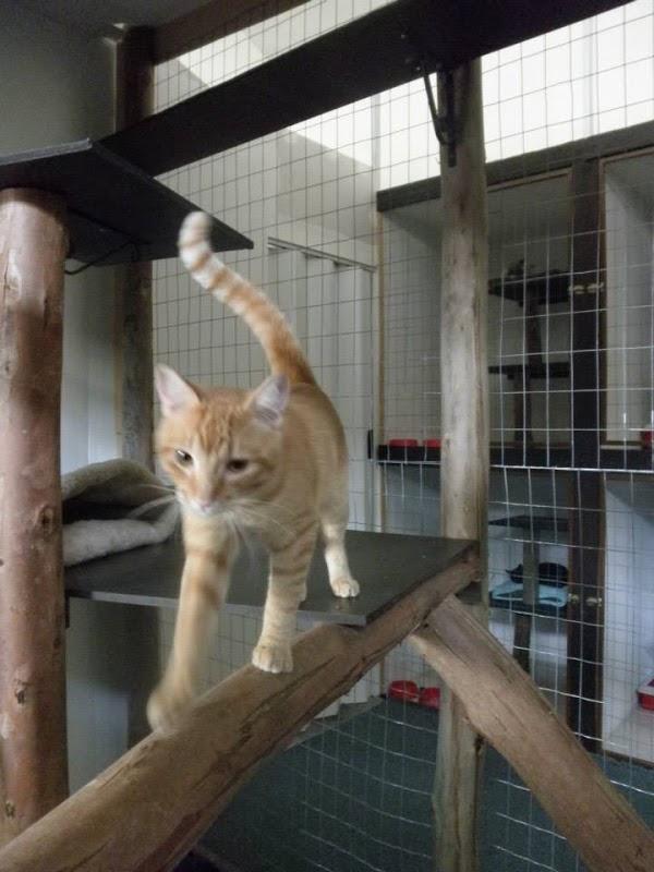 Imagen 24 Trevet servicios veterinarios foto