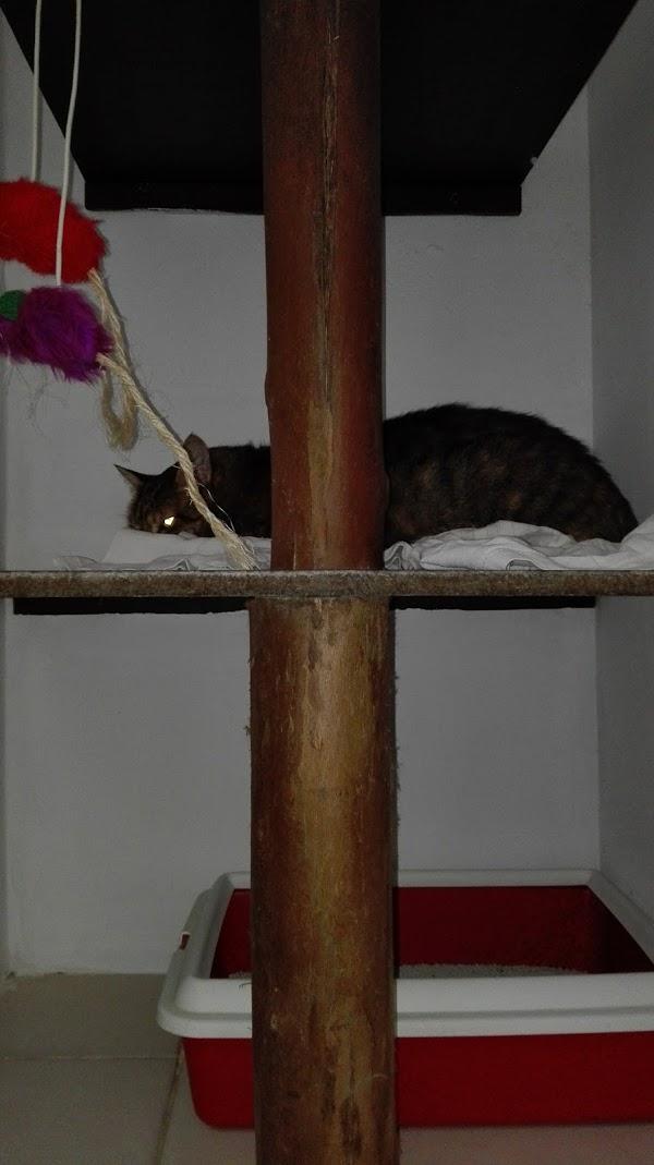Imagen 52 Trevet servicios veterinarios foto