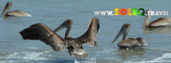 Imagen 11 Cadillac Diner foto