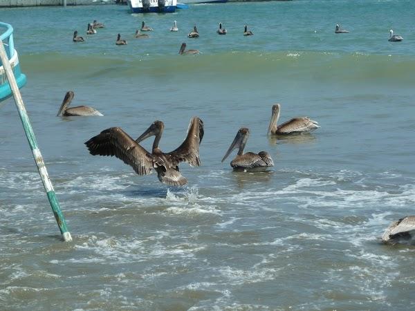 Imagen 8 Cadillac Diner foto