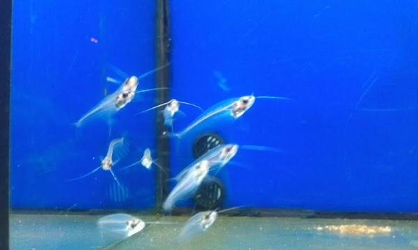 Imagen 4 Dirección de Pensiones Civiles del Estado de Michoacán foto