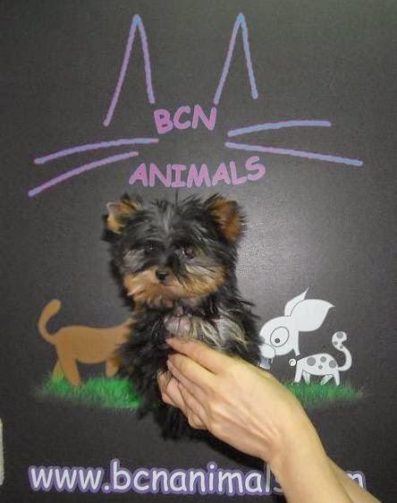 Imagen 34 Hierros Mora Anton Antequera foto