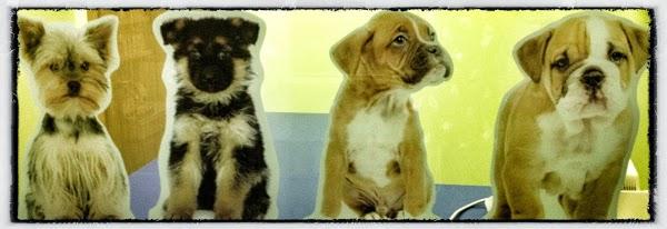 Imagen 216 Clínica Veterinaria Kansas City - Urgencias 24 horas foto