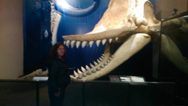 Imagen 20 Atlantic Traders foto