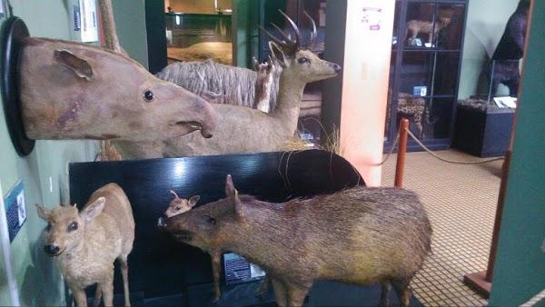 Imagen 22 Atlantic Traders foto