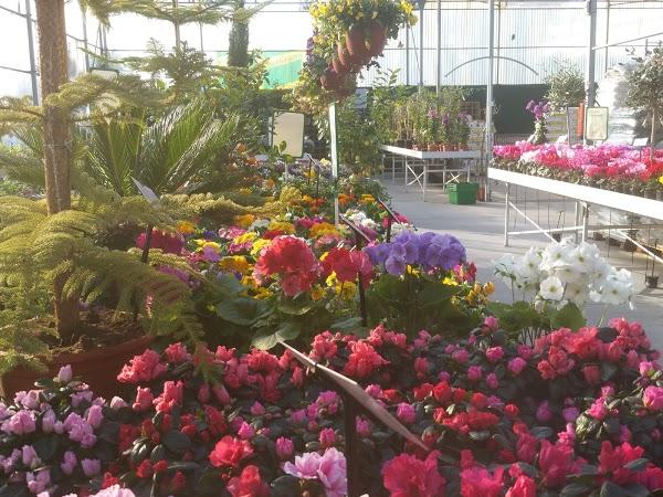 Imagen 31 Centro Heladero foto