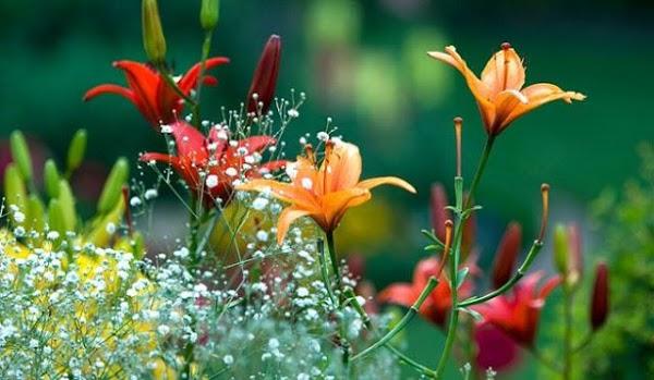 Imagen 40 Centro Heladero foto