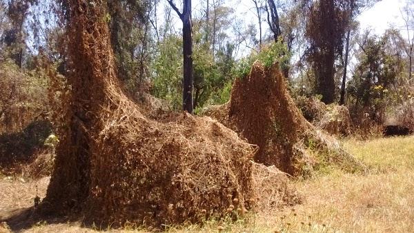 Imagen 139 Centro Social y Deportivo Eduardo Molina foto