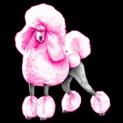 Imagen 11 cafe renacimiento foto