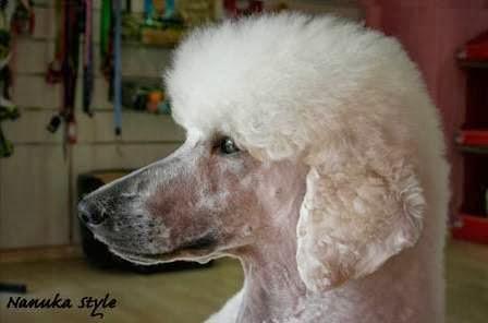 Imagen 10 cafe renacimiento foto