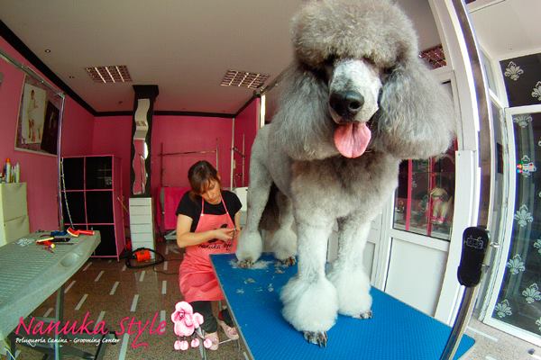 Imagen 94 cafe renacimiento foto