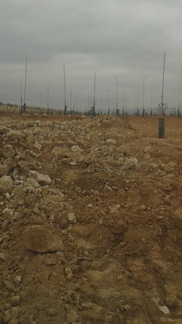 Imagen 44 Mesón Navarro I foto