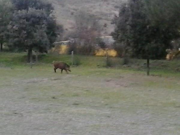 Imagen 6 Parque Natural de la Sierra de Collserola foto