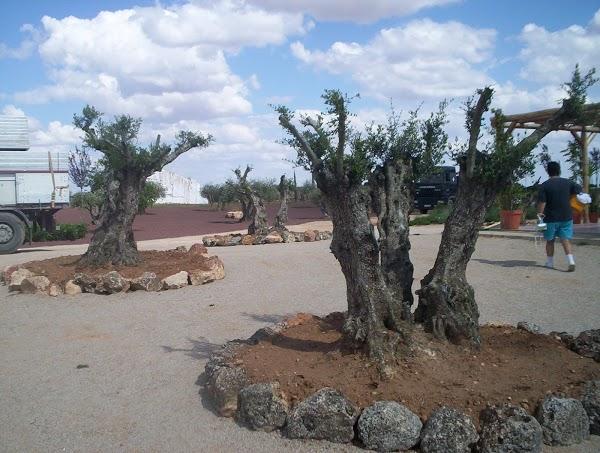 Imagen 85 Parque Natural de la Sierra de Collserola foto