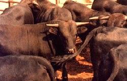 Imagen 40 La Patiss foto