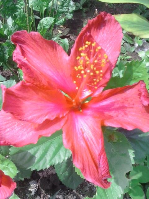 Imagen 10 Restaurante Asia Chic foto