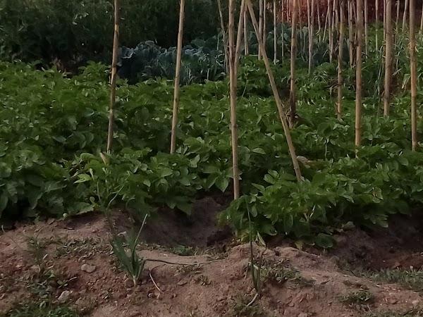 Imagen 67 Yosebar foto