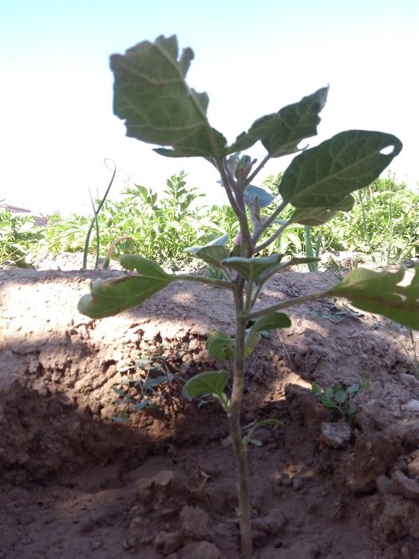 Imagen 68 Yosebar foto