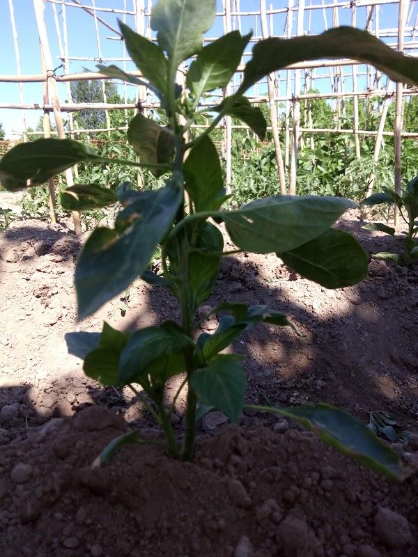 Imagen 71 HOSTAL BAVIERA foto