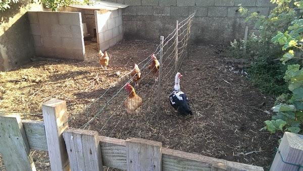 Imagen 54 Perla del Pacifico I foto