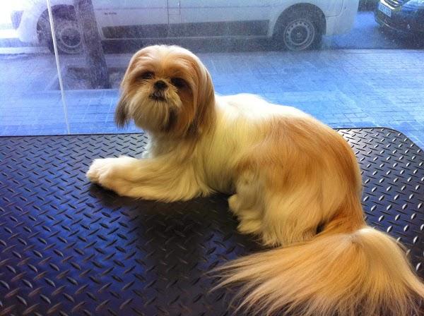 Imagen 47 La Pelu De Les Mascotes foto