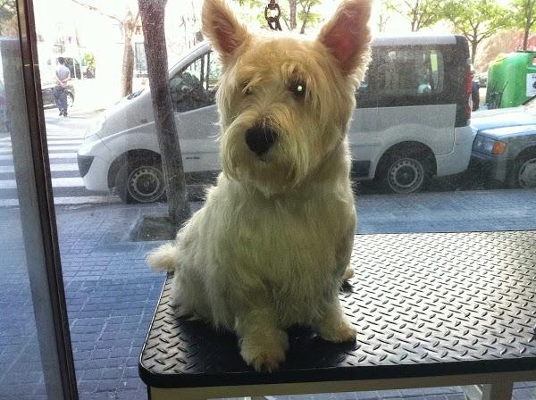 Imagen 49 La Pelu De Les Mascotes foto