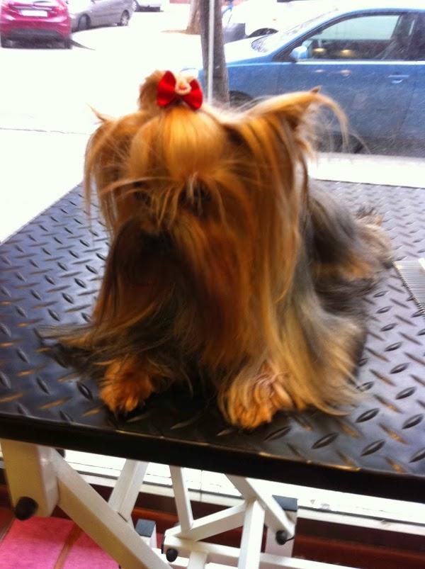 Imagen 50 La Pelu De Les Mascotes foto