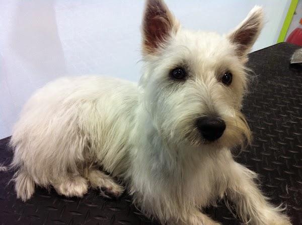 Imagen 51 La Pelu De Les Mascotes foto