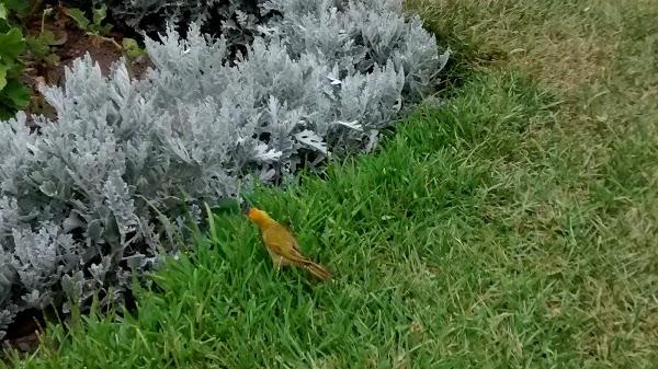 Imagen 91 floristería layana foto