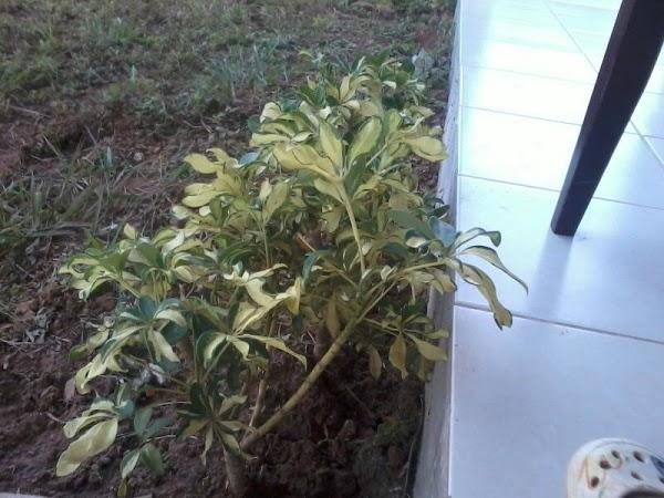 Imagen 1 Parque Grande José Antonio Labordeta foto