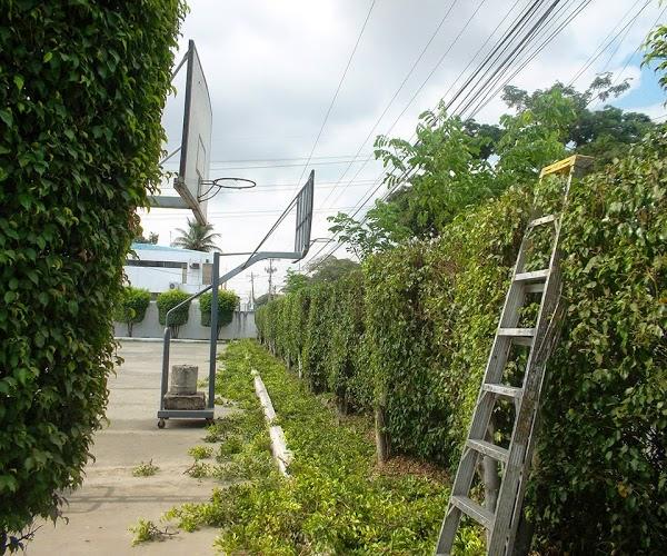 Imagen 2 Construcción de Jardines en Guayaquil foto