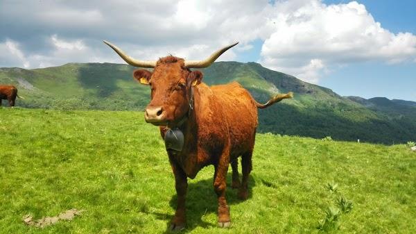 Imagen 40 El Pato Mareao foto