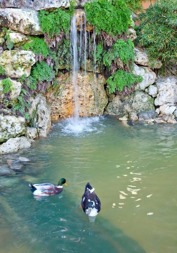 Imagen 28 DRA Isabel Ramirez Estrada foto