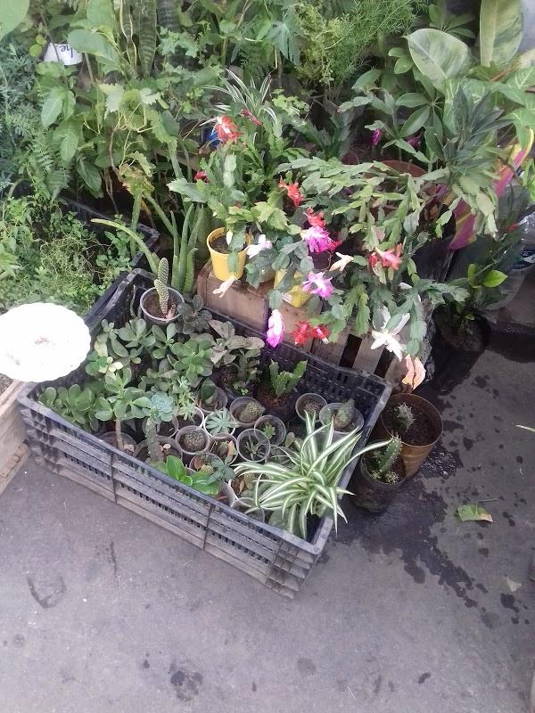 Imagen 137 Parque Bolivar foto