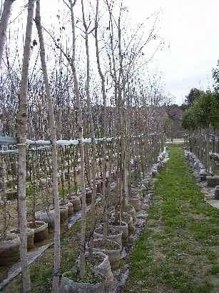 Imagen 24 Midori Ya foto