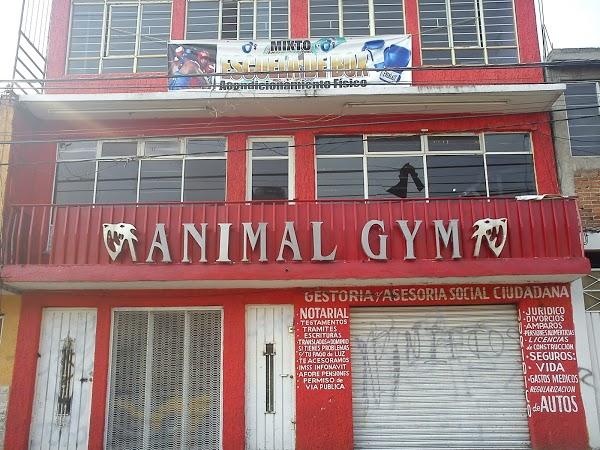 Imagen 47 ANIMAL GYM foto