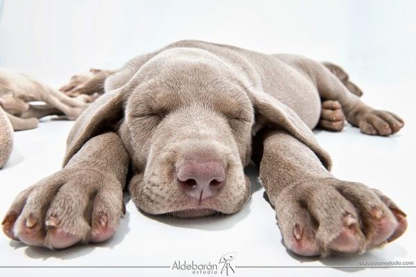 Imagen 18 Servipaella foto