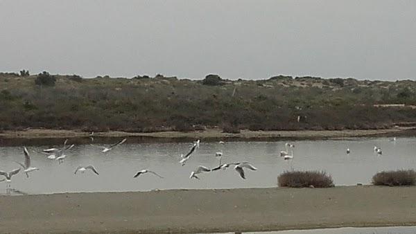 Imagen 20 Parque Natural Salinas de Santa Pola foto