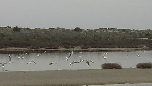 Imagen 37 Parque Natural Salinas de Santa Pola foto