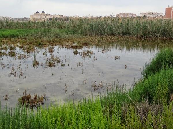 Imagen 47 Parque Natural Salinas de Santa Pola foto