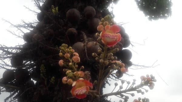 Imagen 39 Luis II Marisquería Restaurante foto