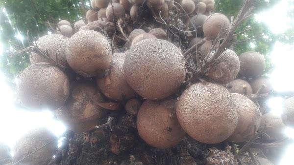 Imagen 42 Luis II Marisquería Restaurante foto