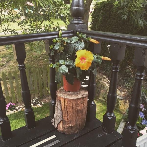 Imagen 27 Hostal Los Geranios del Pinar foto