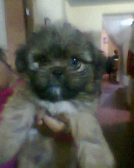 Imagen 2 FRESA Y CHOCOLATE foto