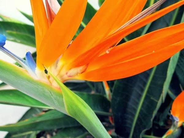 Imagen 11 Plaza SEDENA foto