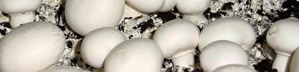 Imagen 21 Heladería Tronador foto