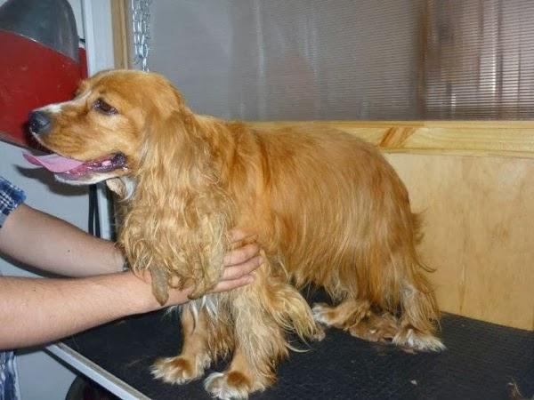 Imagen 82 Restaurante Casa Labarta foto