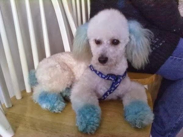 Imagen 86 Restaurante Casa Labarta foto