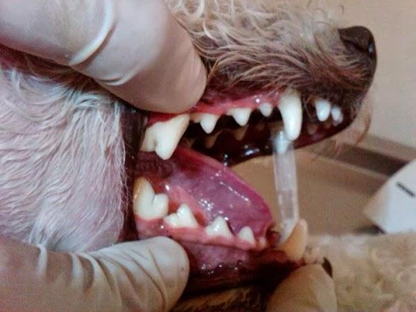 Imagen 88 Restaurante Casa Labarta foto