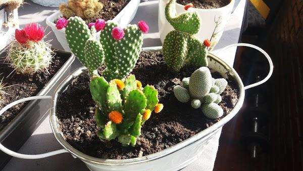 Imagen 17 Fotos Nico foto